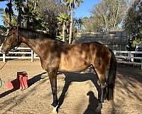 white-blaze-snip-horse