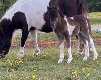 palomino-pinto-broodmare