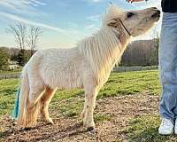 palomino-pinto-foal