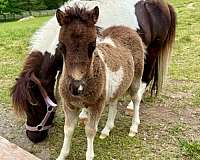 animated-miniature-horse