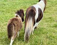 balanced-miniature-horse