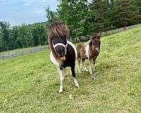 catches-miniature-horse