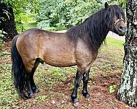 miniature-horse-for-sale