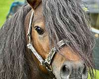 miniature-horse