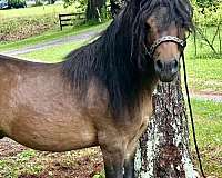 miniature-stallion