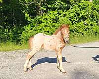 chestnut-leopard-appaloosa-horse