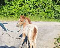chestnut-triple-registered-horse