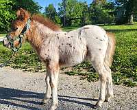 leopard-appaloosa-horse
