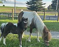 all-around-miniature-horse
