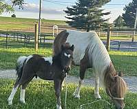 blue-eyed-miniature-horse