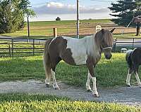 breeding-miniature-horse