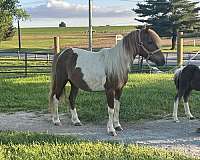 driving-miniature-horse