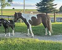 experienced-miniature-horse