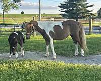 finished-miniature-horse