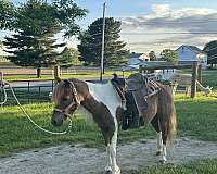 flashy-miniature-horse