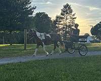 all-around-mare