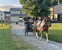 kid-safe-miniature-horse