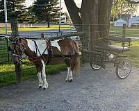 halter-miniature-horse