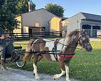 trained-miniature-horse