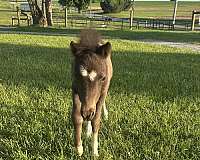 breeding-mare