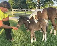 experienced-mare
