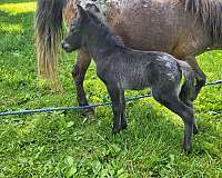appaloosa-horse