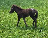 black-appaloosa-horse