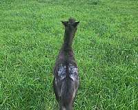 breeding-miniature-horse