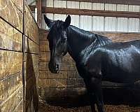 white-socks-horse