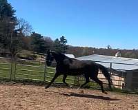 black-white-socks-horse