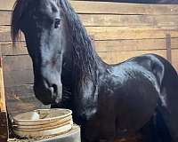 black-friesian-mare