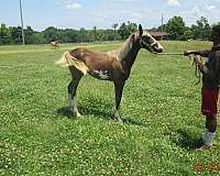 grey-see-photo-horse