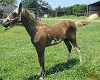 saddlehorse-racking-horse