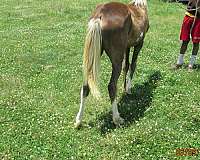 field-trial-prospect-racking-horse