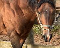 docs-solano-stallion