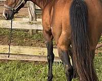 stalliom-horse