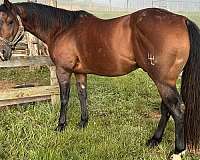 stalliom-quarter-horse