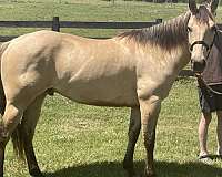 quarter-horse-gelding