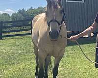 quarter-horse-for-sale