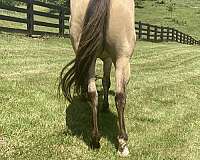 quarter-horse