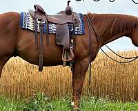 pleasure-quarter-horse