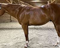 youth-quarter-horse