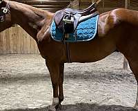 amateur-quarter-horse