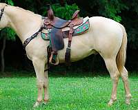 all-around-quarter-horse