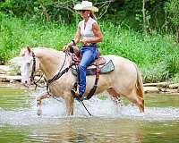 athletic-quarter-horse