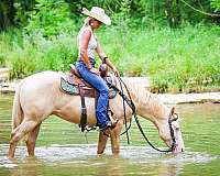 beginner-quarter-horse