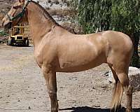 isabella-andalusian-horse