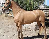 isabella-horse