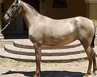 16-hand-isabelo-horse