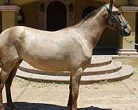 perlino-andalusian-horse